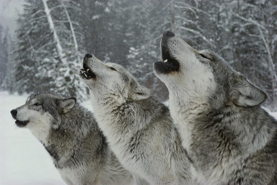 THE SONG OF THE WOLVES