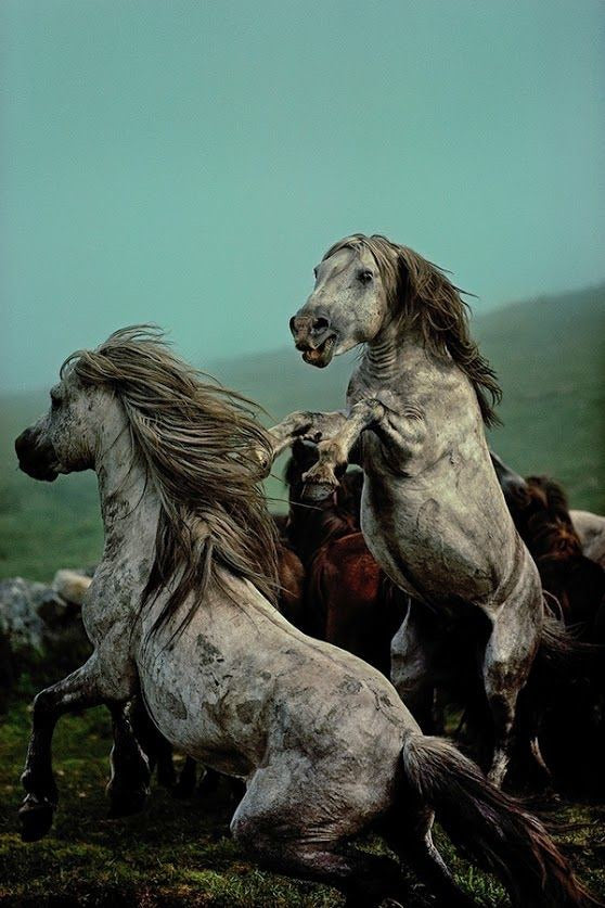 GALICIA
