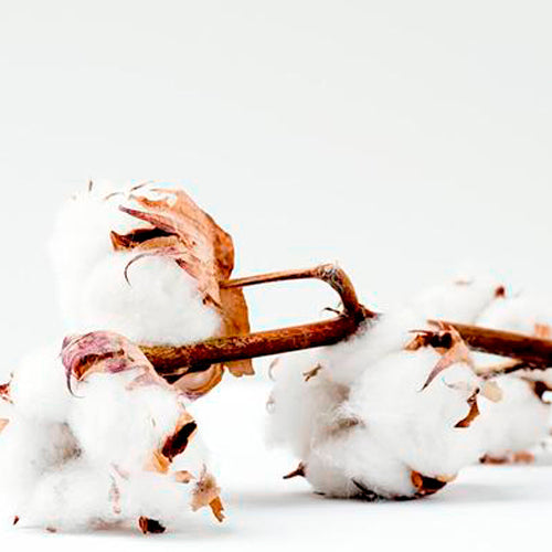 /// THE DIRTIEST CROP ON EARTH ///